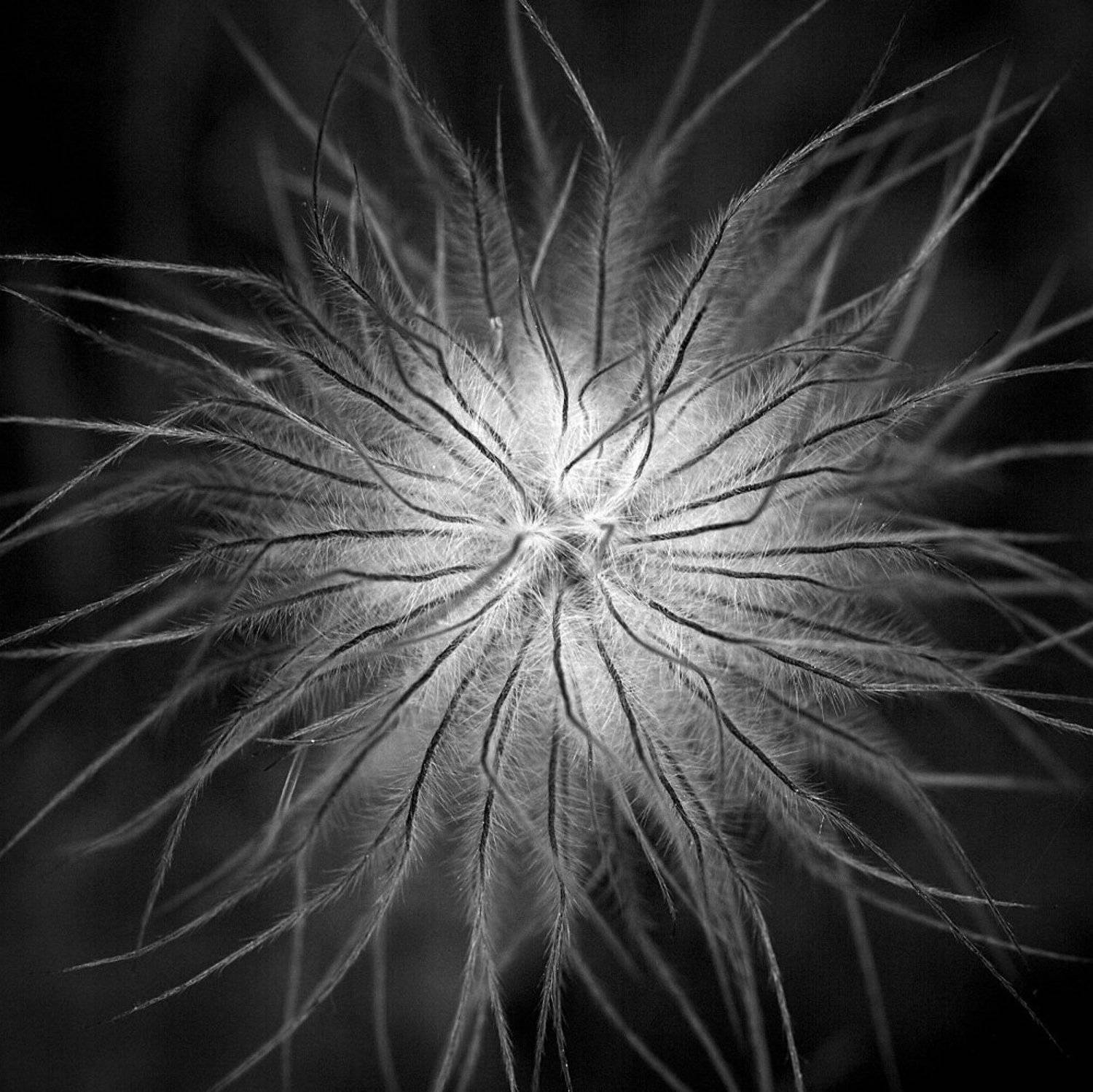 , Франгони Владимир