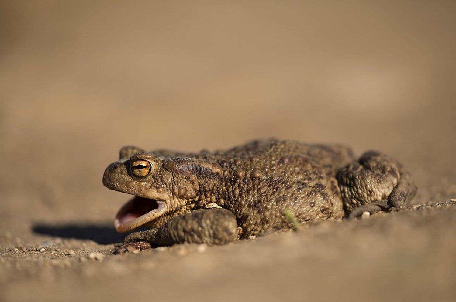 , Иваненко Светлана