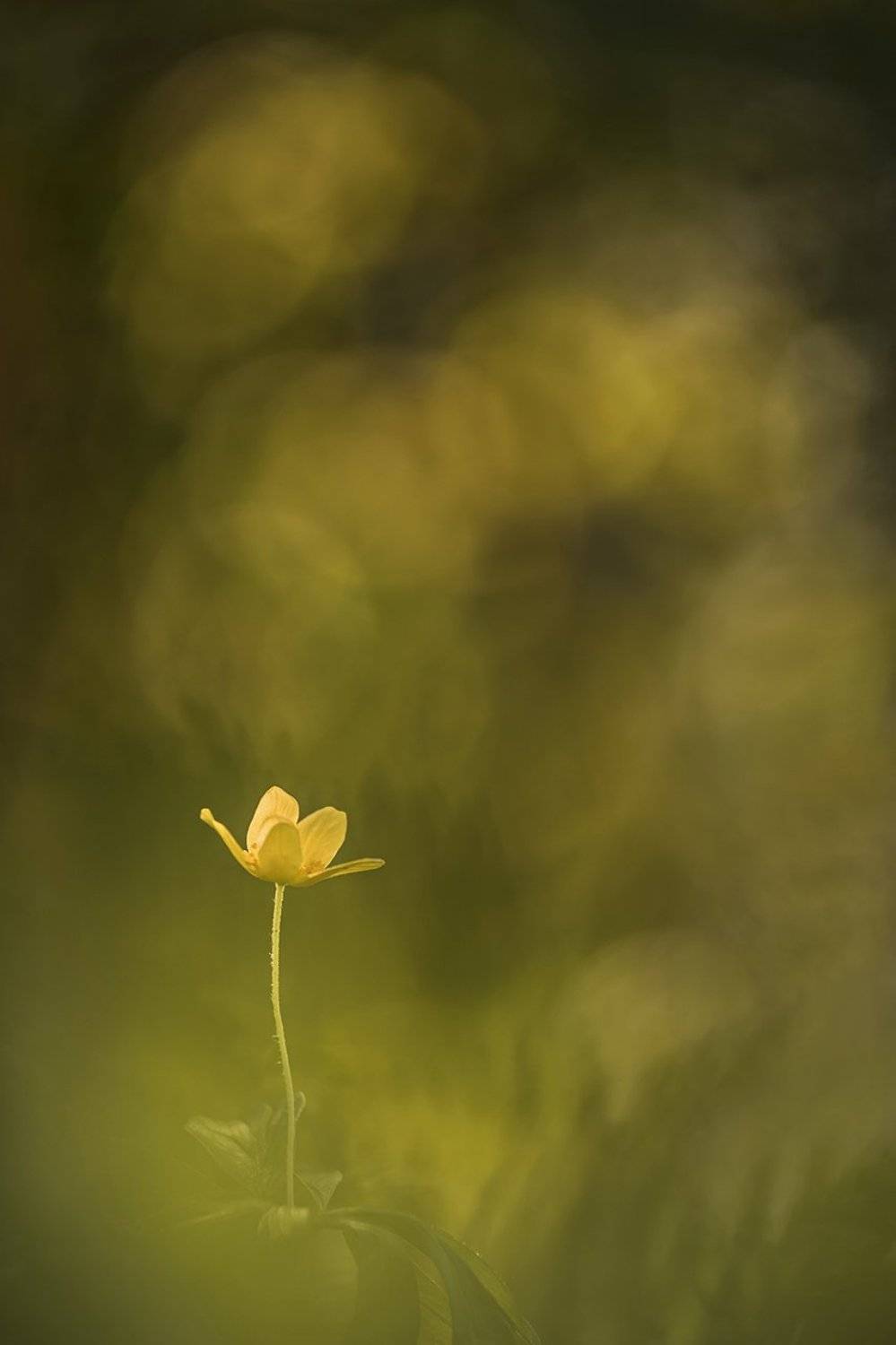 ветреница лютичная, Антон Воронин