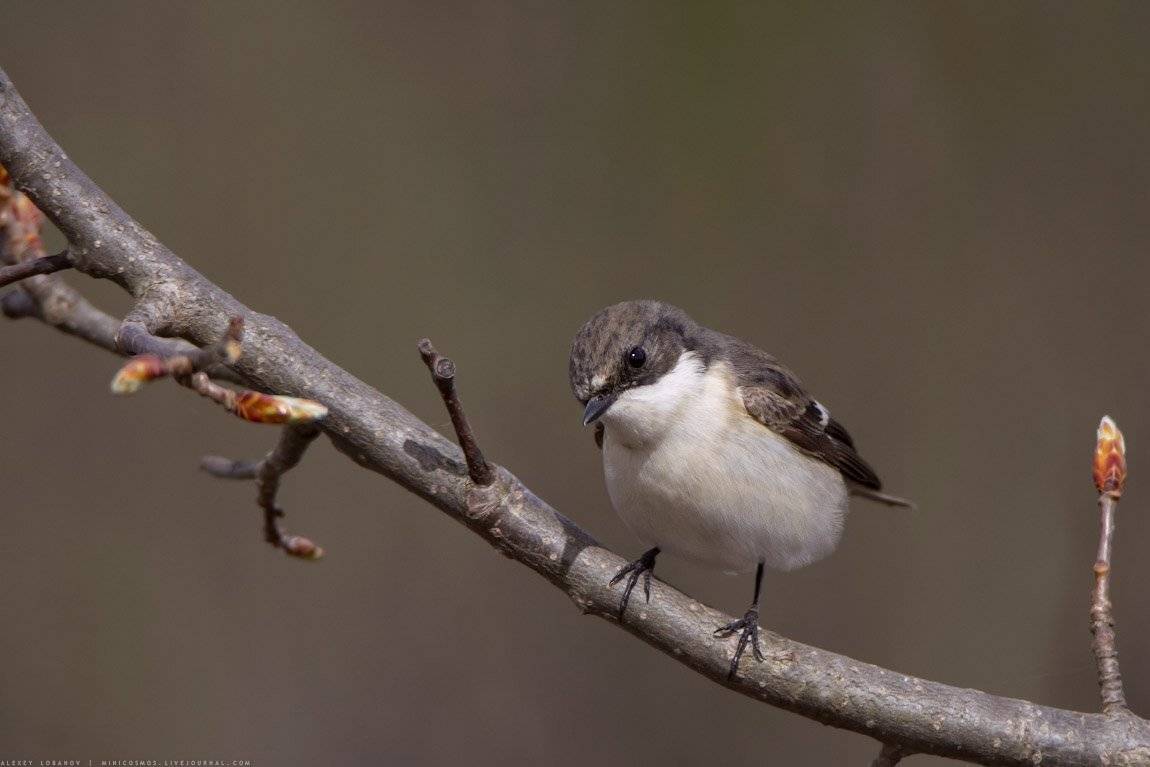 мухоловка-пеструшка, Алексей Лобанов