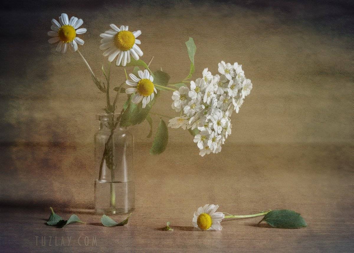 ромашки, спирея, пузырек, Владимир Тузлай