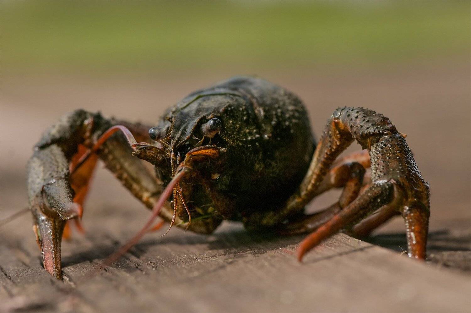 cryfish, Daiva Cirtautė