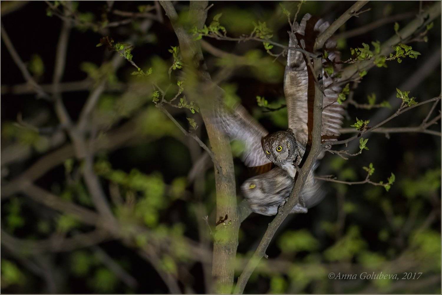 птицы, природа, совы, сплюшка, otus scops, весна, апрель, 2017, краснодарский край, краснодар, Анна Голубева
