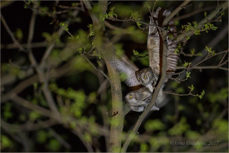 птицы, природа, совы, сплюшка, otus scops, весна, апрель, 2017, краснодарский край, краснодар 18+ фото превью