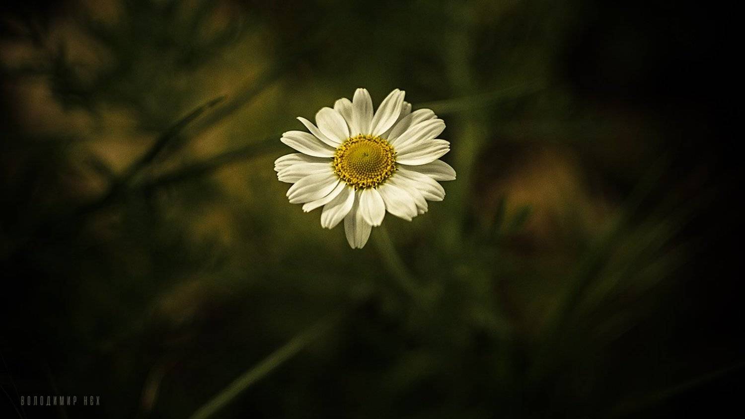 , Володимир Нєх / Vladimir Nekh