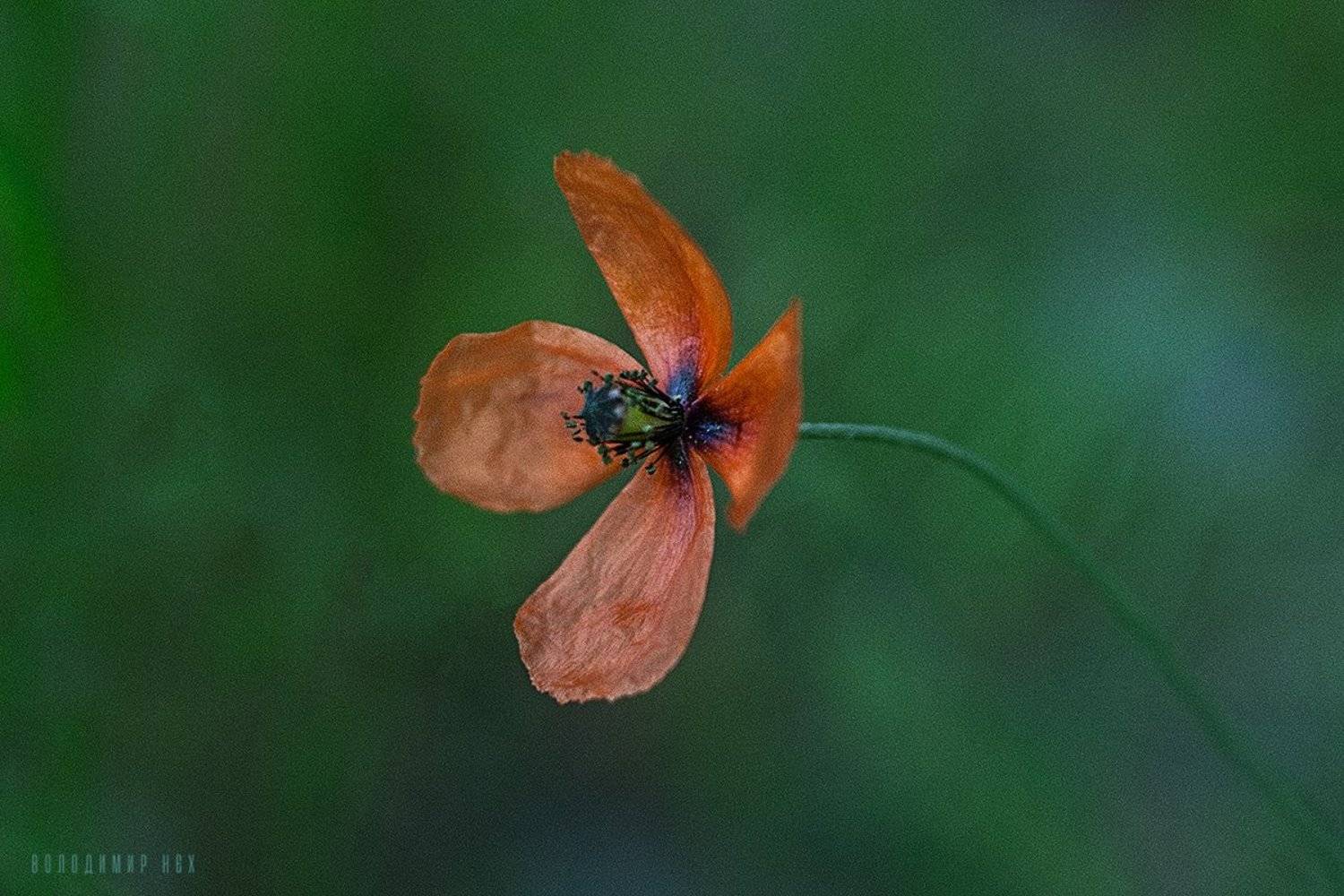 , Володимир Нєх / Vladimir Nekh