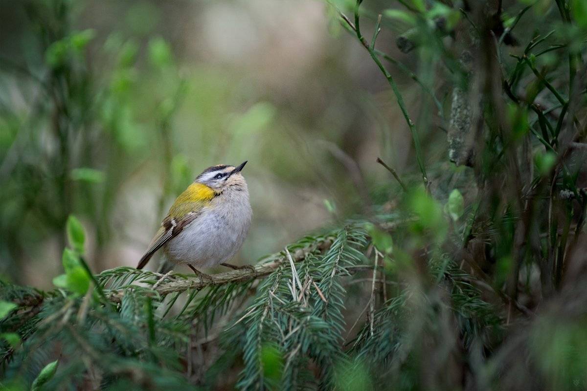 firecrest, wildlife, bird, Wojciech Grzanka