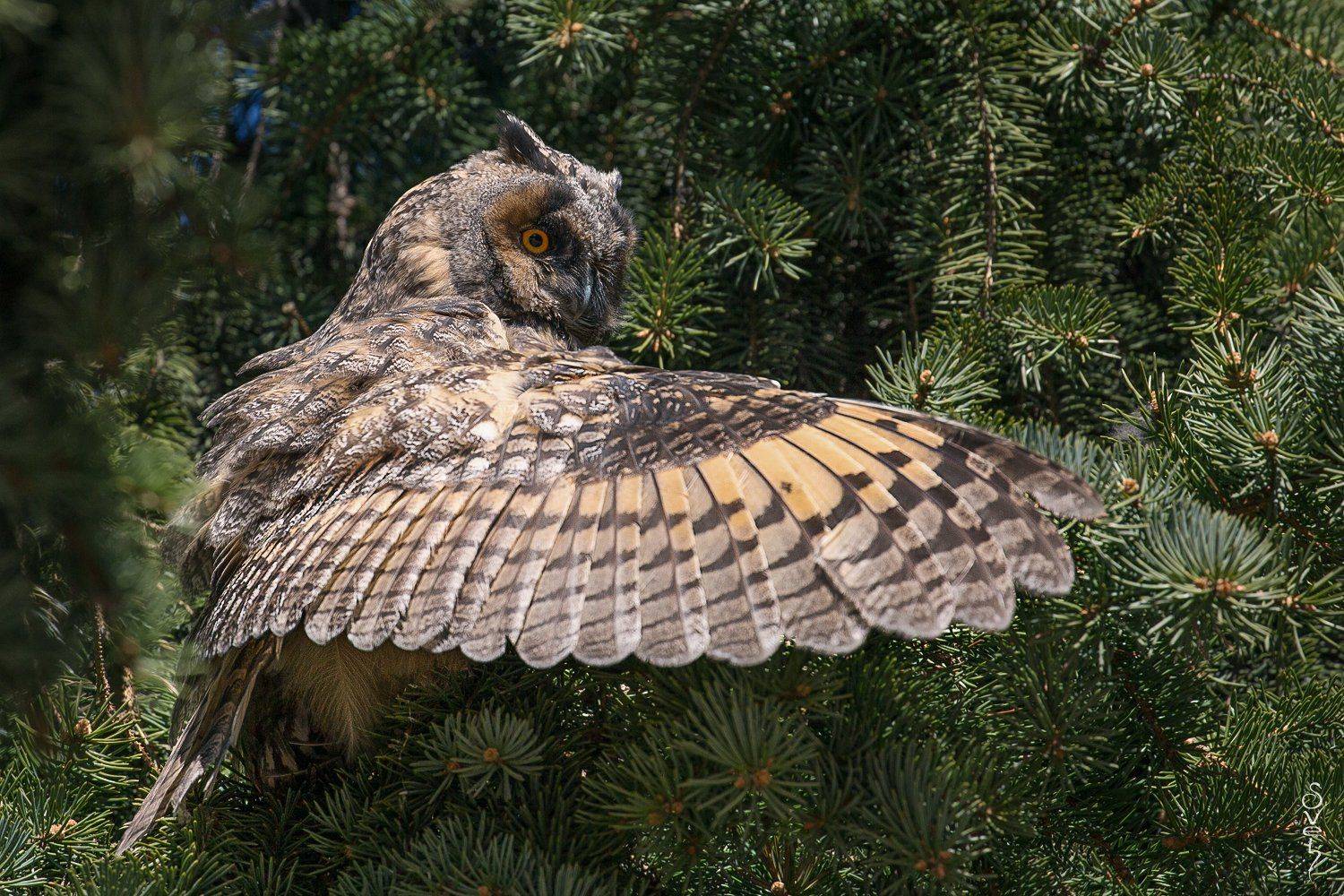 ушастая сова, svet