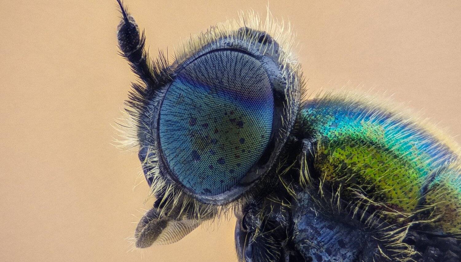 ceclii,macro,lgg4, extremmacro,  макро, Tsvetan Ganev