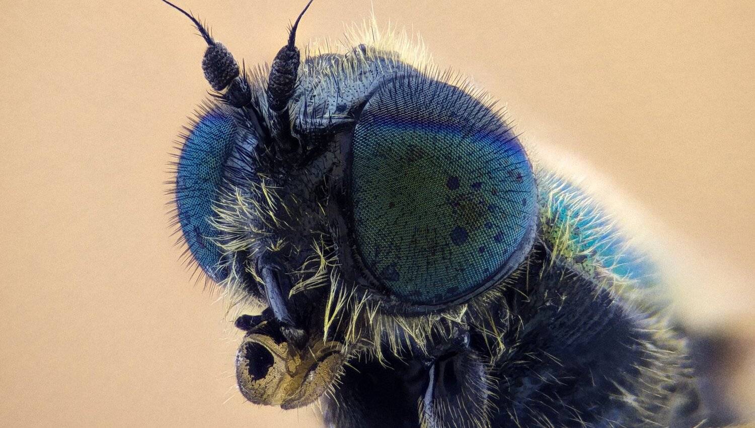 ceclii,macro,lgg4, extremmacro,  макро, Tsvetan Ganev