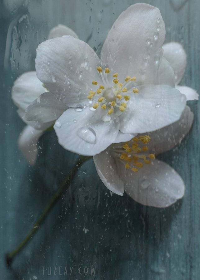 цветок, капельки, Владимир Тузлай