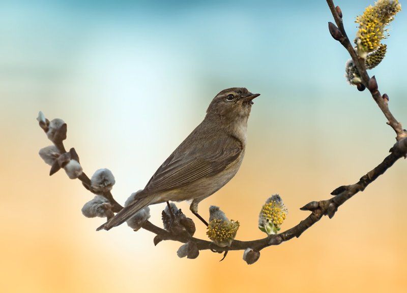 птица, соловей, ветка Вот и \