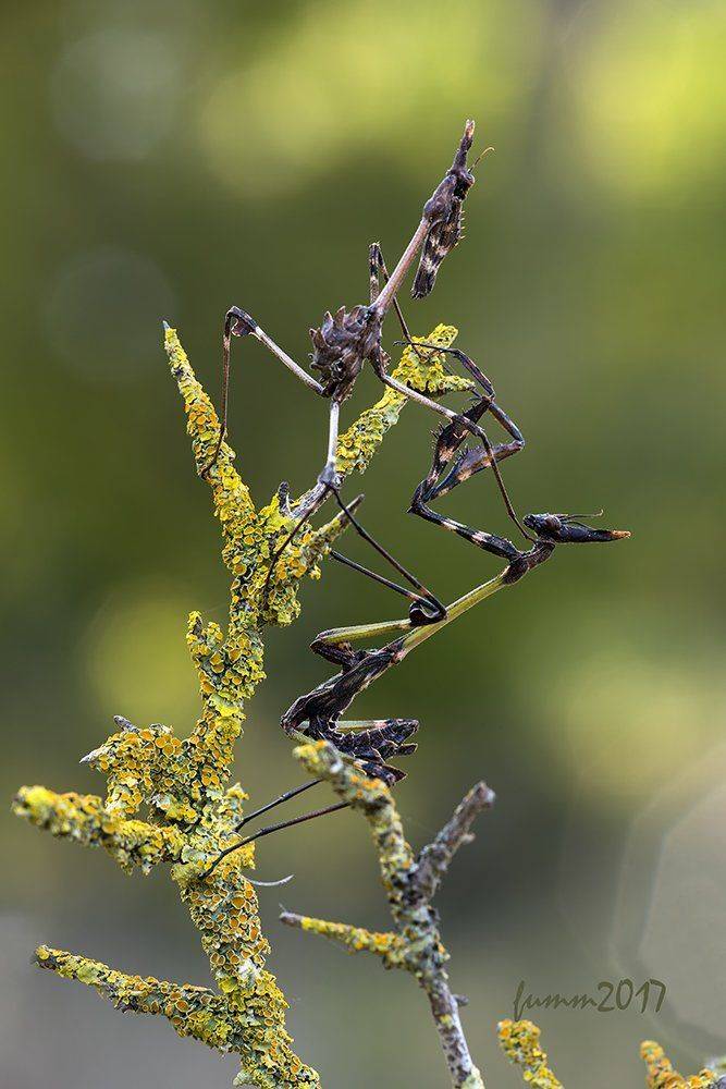 , Игорь ФУММ