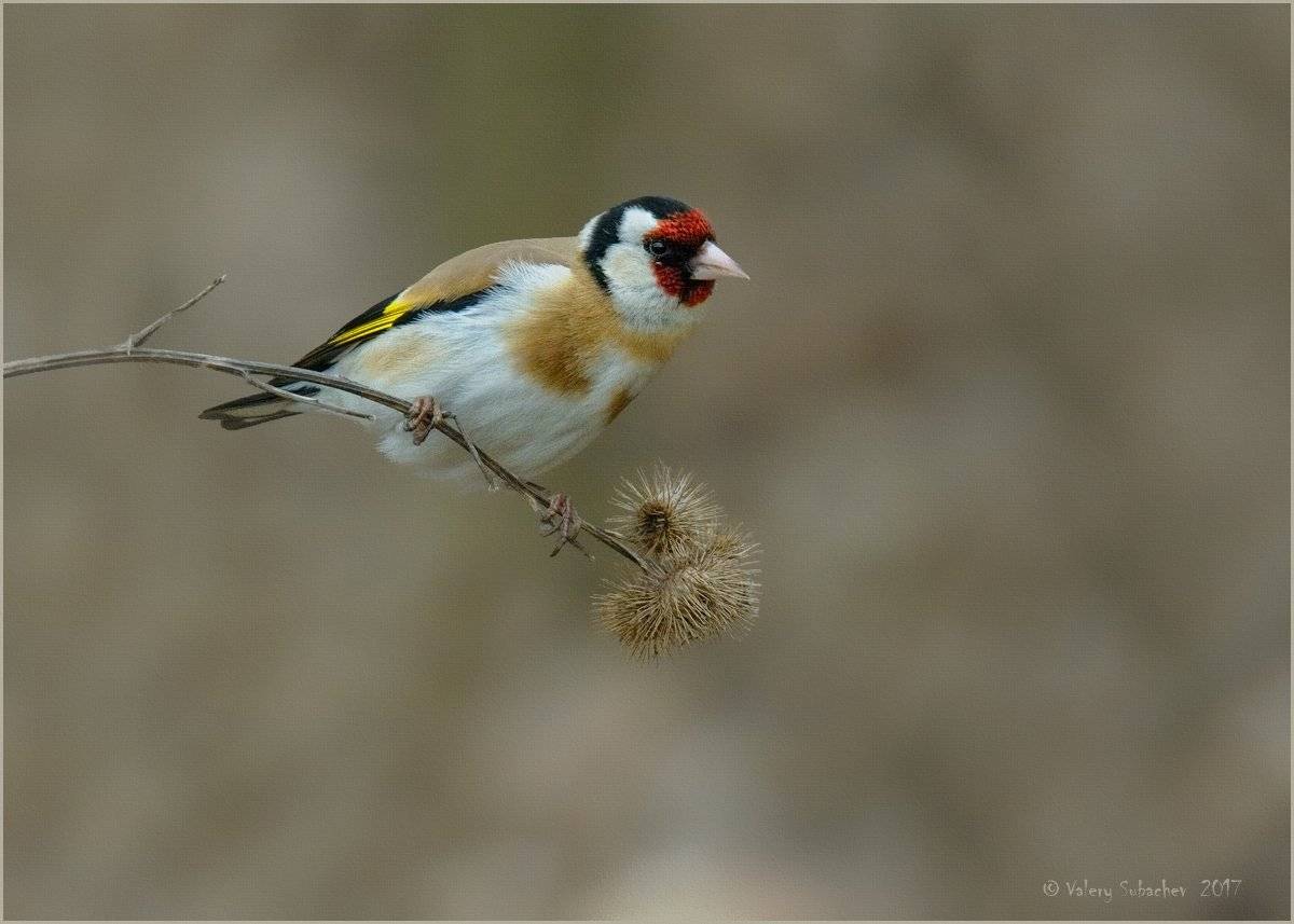 , Валерий Субачев