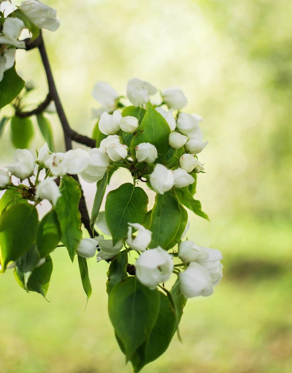 , Чернякова Анна