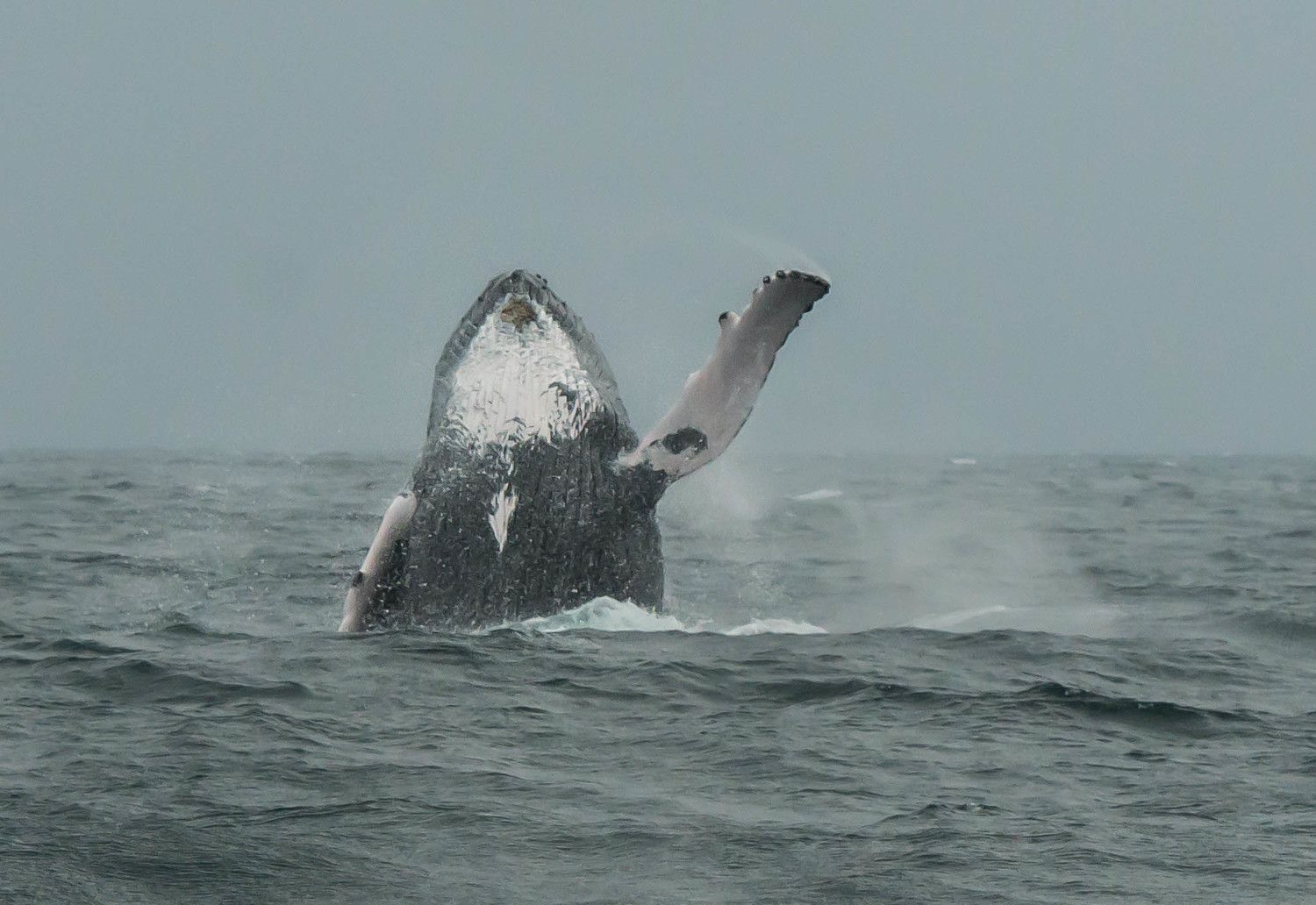whale, dominican republic, rainy day, Jarkko J&auml;rvinen