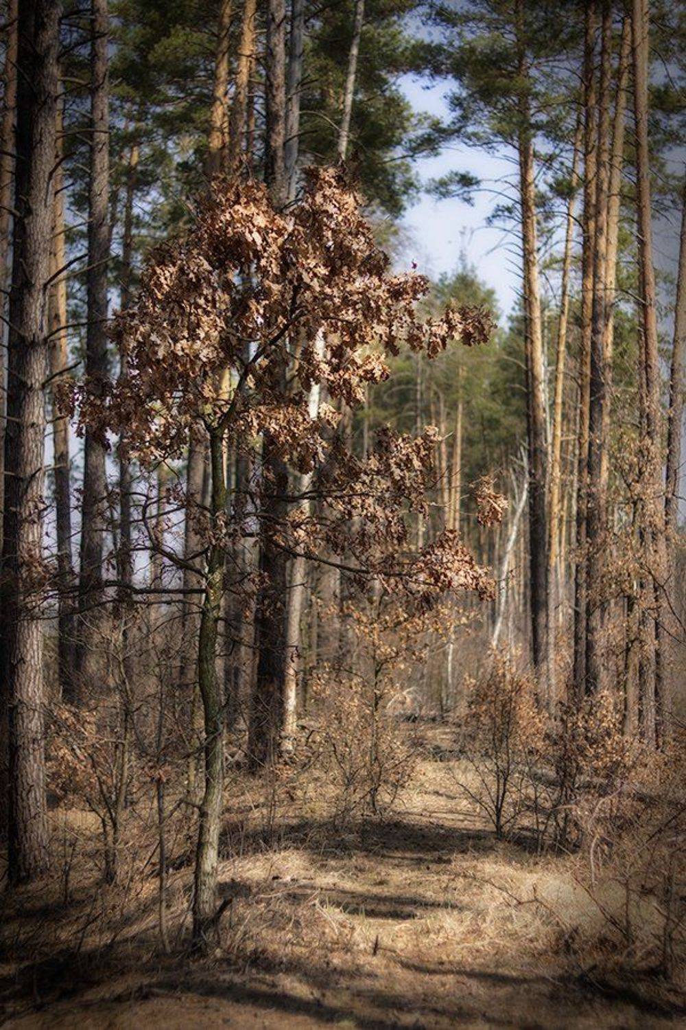 , александр