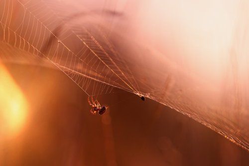 Ловчие сети