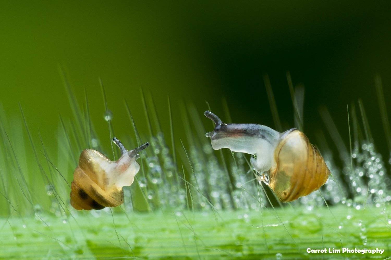 #macro#snails, Choo How Lim