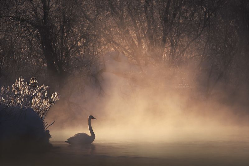 Рассвет на Лебедином озере фото превью