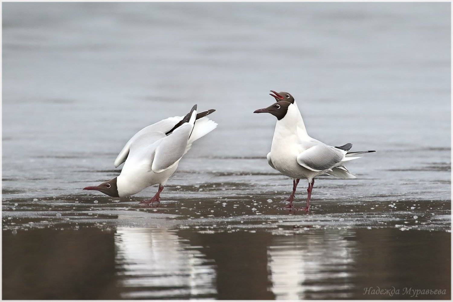 озёрная чайка,  larus ridibundus, Надежда Муравьёва