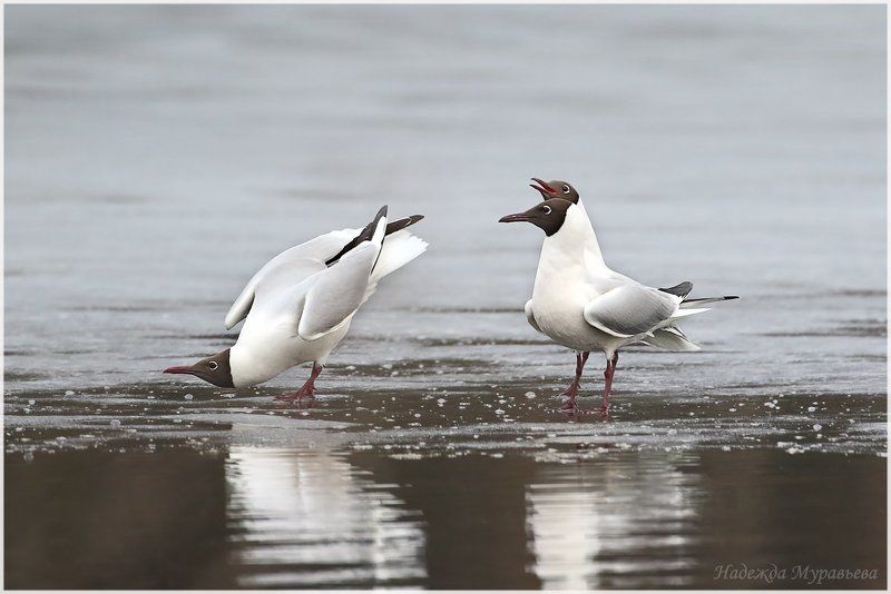 озёрная чайка,  larus ridibundus Консилиум фото превью