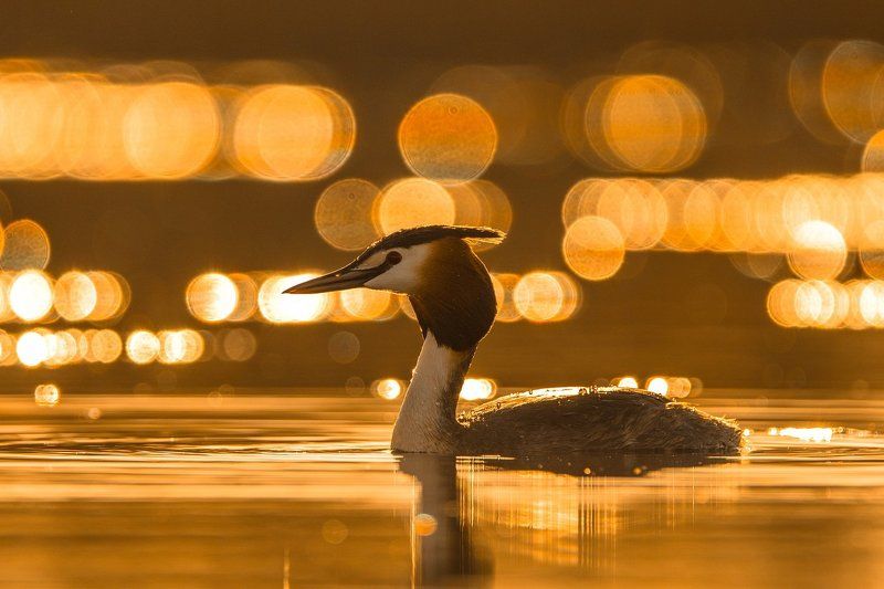 Чомга в золотом фото превью