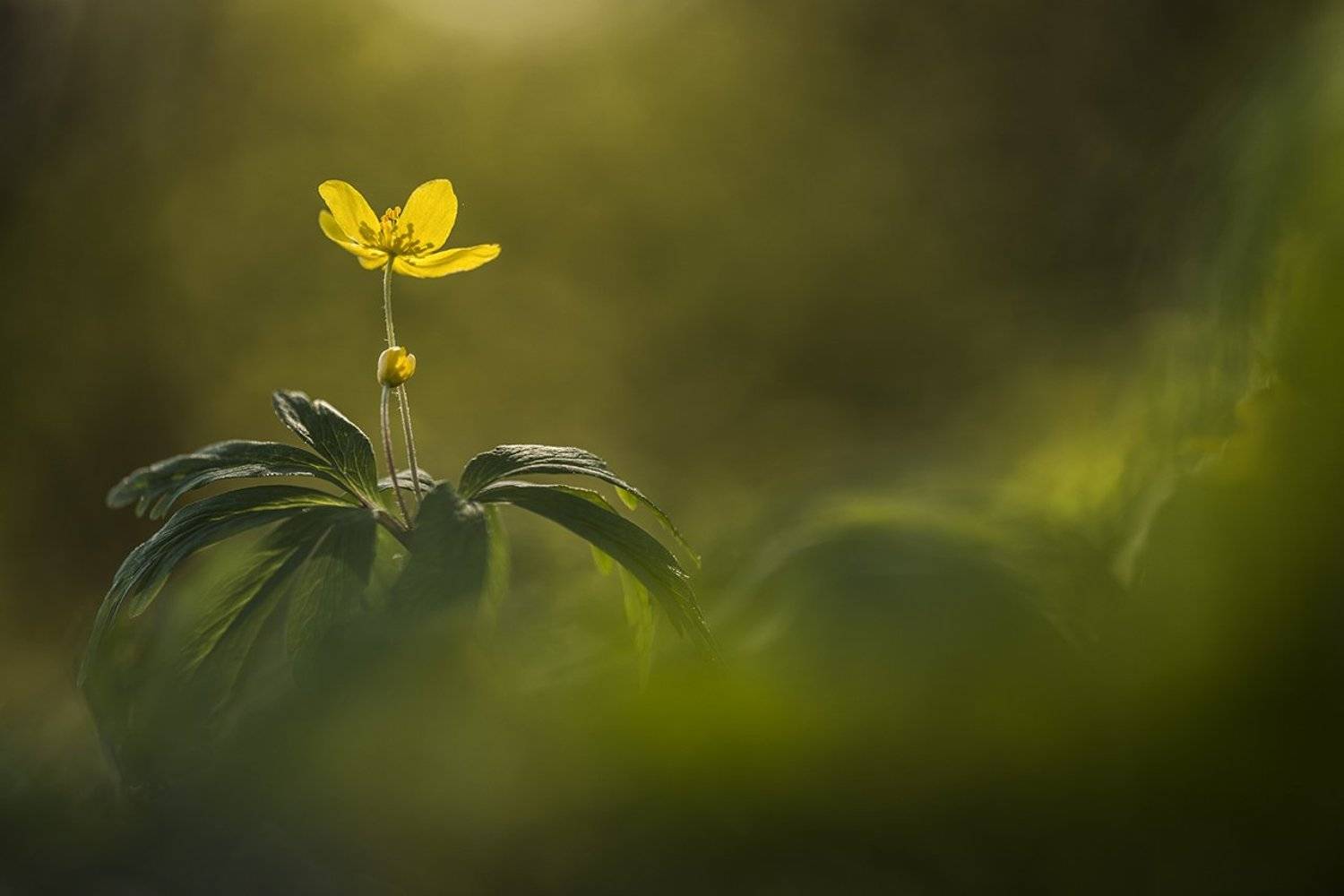 ветреница лютичная, Антон Воронин