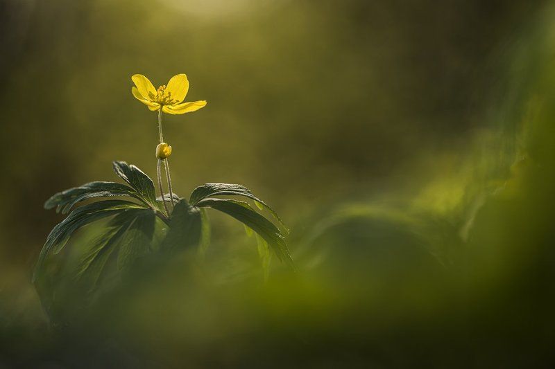 ветреница лютичная *** фото превью