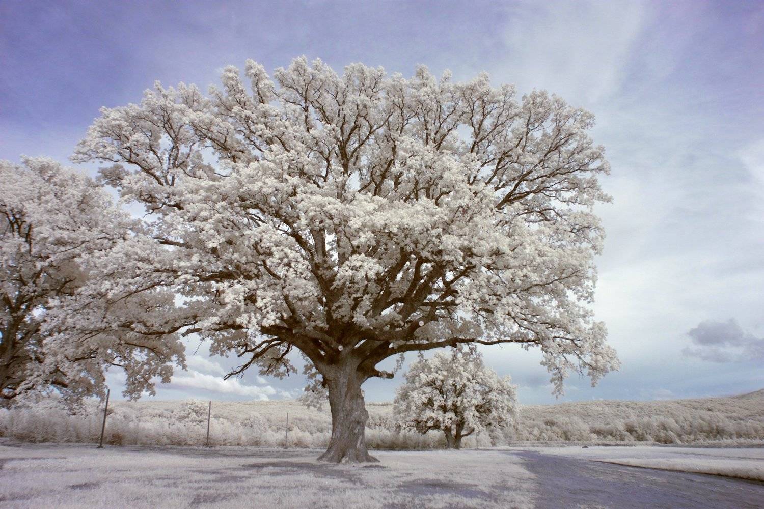 инфракрасная фотография, дубрава, лес, ик фотография, лето, , Никифоров Егор