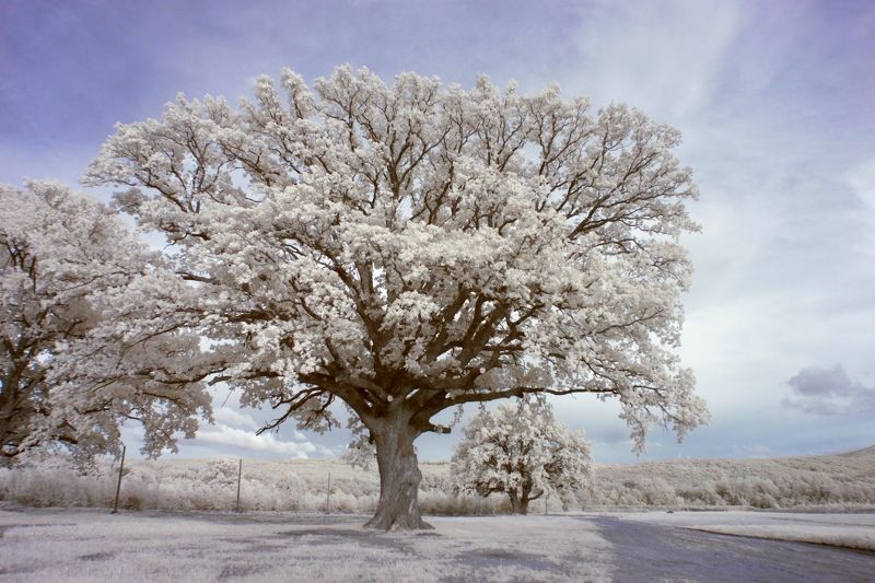 инфракрасная фотография, дубрава, лес, ик фотография, лето,  Великан фото превью