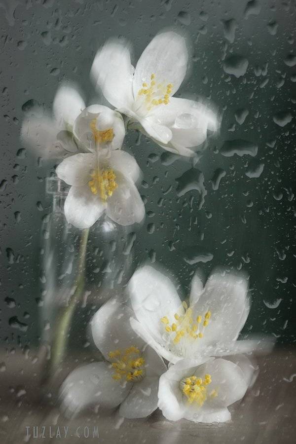 чубушник, пузырек, капельки, Владимир Тузлай