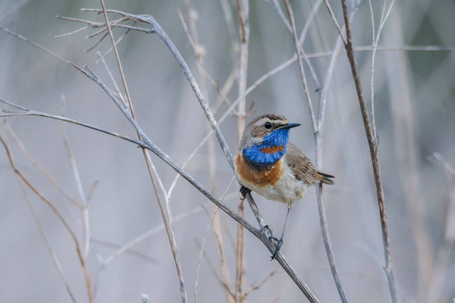 варакушка, птицы, живаяприрода, дикаяприроды, фотоприроды, Игорь
