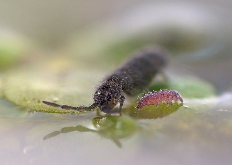 коллемболы Обознался... (Сказочка о блудном сыне) фото превью