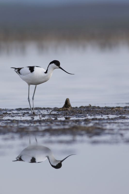 Отражение фото превью
