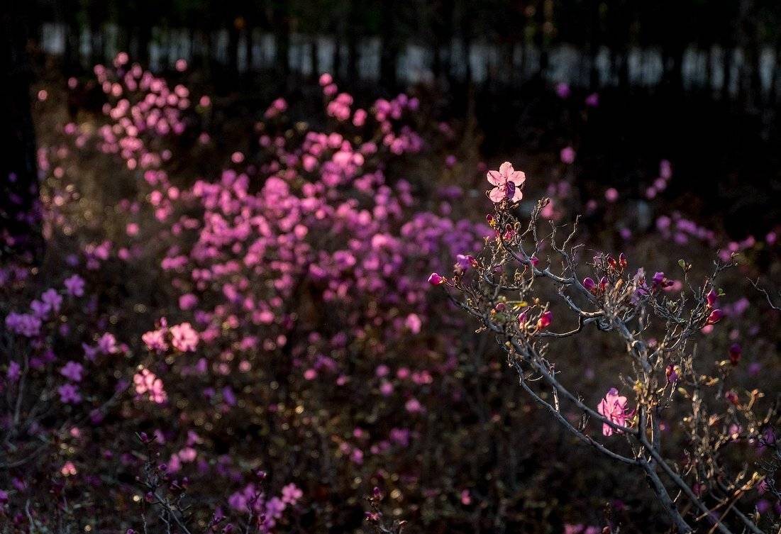 , Комеров Роман