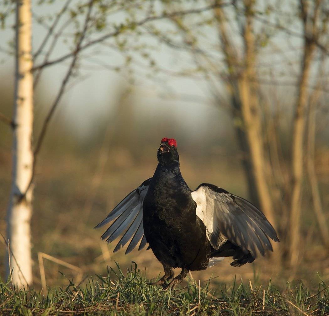 , Иваненко Светлана