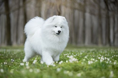 Весенний портрет