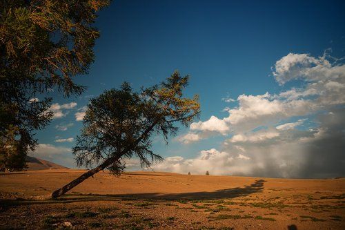 Курайская степь