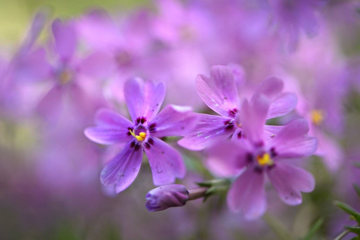 природа, макро, весна, цветы, флокс шиловидный, Неля Рачкова