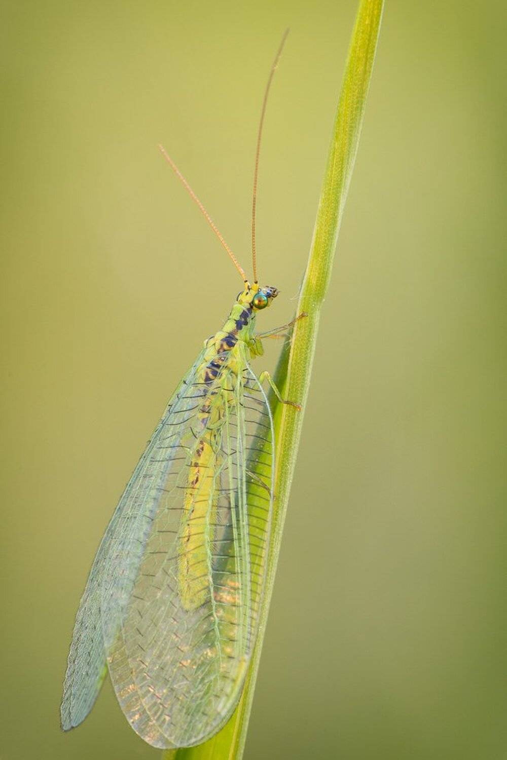 , Кузнецов Дмитрий