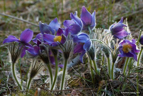 И всё-таки весна наступает!)