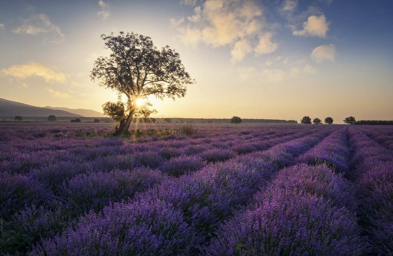 lavender, болгария, landscape, fields, sunrise Lavender фото превью