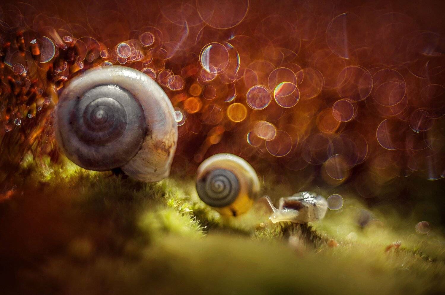 , Лилия Немыкина