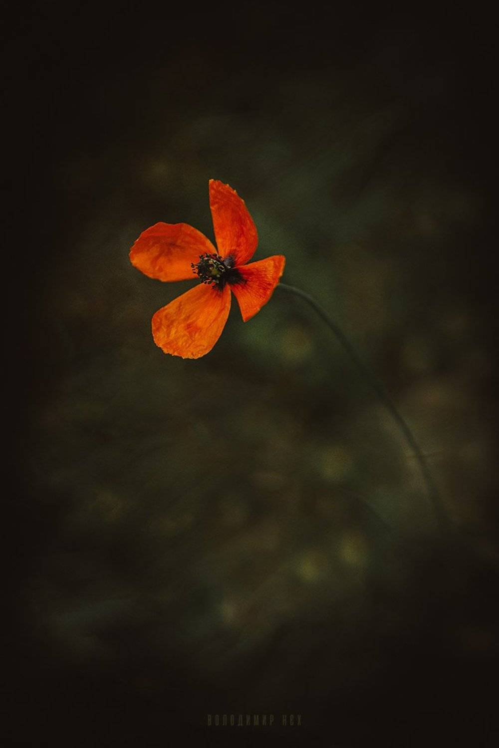 , Володимир Нєх / Vladimir Nekh