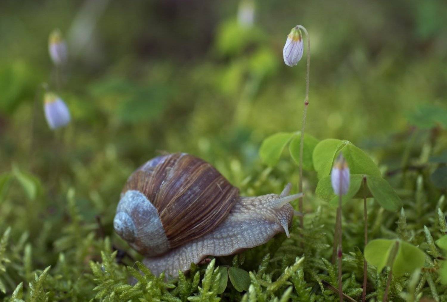 весна.улитка.кислица, Александр Смолкин