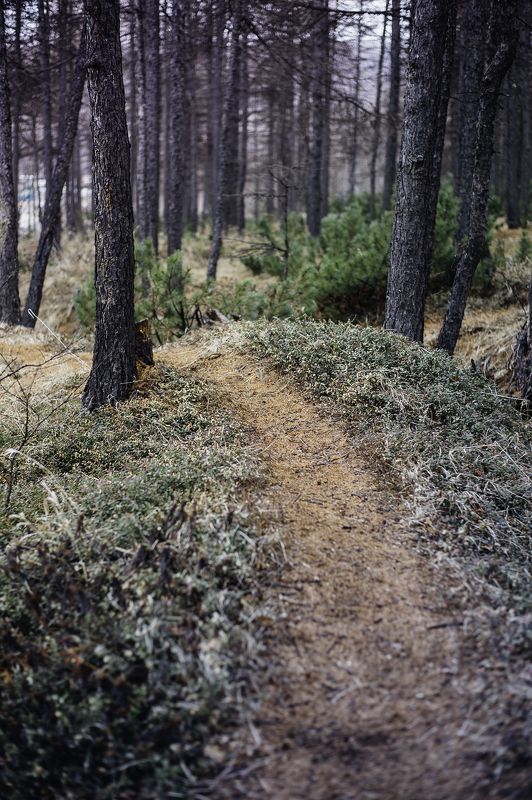Магадан Утро в лесу фото превью