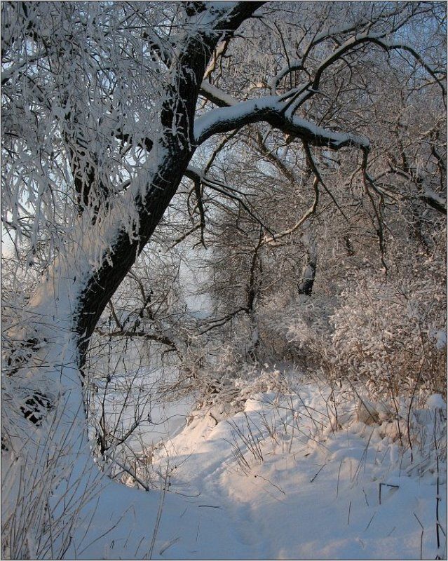Утренняя прогулка. Январь фото превью