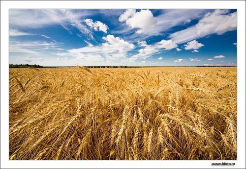 Поле пшеницы