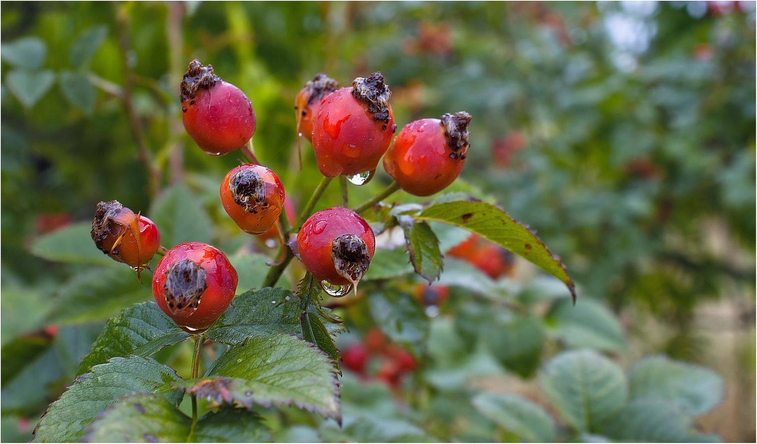 природа, Геннадий Меремьянин